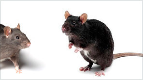 <span style="font-weight: bold;">Дератизация&nbsp;</span>