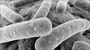 <span style="font-weight: bold;">Дезинфекция&nbsp;</span>